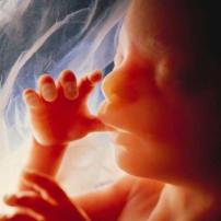 fetus_sucking_thumb_1137581244.jpg