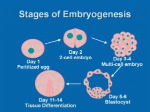 embryo
